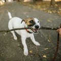 犬用人気おもちゃベスト17選！愛犬が喜ぶポイントとは？