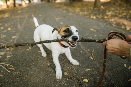犬用人気おもちゃベスト17選！愛犬が喜ぶポイントとは？