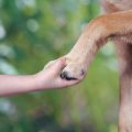 ペットのための混合ワクチン：種類と接種時期の詳細完全ガイド