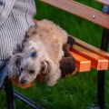 初めての小動物飼育：理想的なケージの選び方と基本ポイント