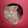 室内飼い猫の運動不足解消アイディア集