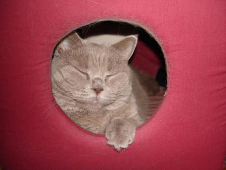 室内飼い猫の運動不足解消アイディア集