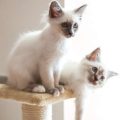 子犬のトイレトレーニングを始める最適な時期と注意点