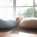 犬が散歩中に拾い食いをする理由と、日本の街中で実践できる予防方法
