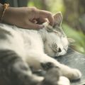初心者向け：実践的な小動物ケージ掃除とメンテナンス方法
