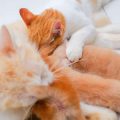 猫と快適に引っ越すために押さえておきたいポイント