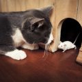 散歩中の他人や他のペットとのトラブルを防ぐコミュニケーション術