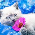 犬や猫が家具をかじる・かきむしる理由と安全な対策グッズの選び方