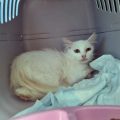 成犬・老犬の噛み癖に悩む飼い主さんへのリハビリ訓練方法