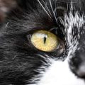 無駄吠え防止のための社会化トレーニングと近隣トラブル対策