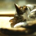 猫の爪とぎによるトラブル事例と解決体験談