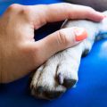 日本の伝統行事・行楽シーズンで心がける犬のしつけマナー