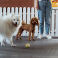 日本の季節ごとの散歩マナーと犬の体調管理ガイド