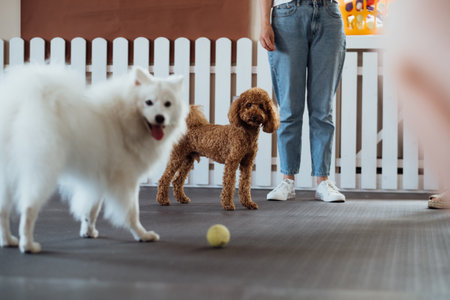 日本の季節ごとの散歩マナーと犬の体調管理ガイド