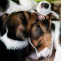 ペットの高齢化に伴う嗜好の変化と日本人飼い主ができる工夫
