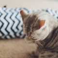 犬の肥満防止にはどれくらいの散歩が必要？体重管理のコツ
