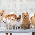 犬と一緒に住む賃貸住宅のトイレトレーニングの工夫と法律知識