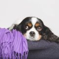 シニア犬向けのしつけ直し・生活マナーの見直しポイント