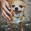 ペットの咬傷、他の動物とのケンカによるけがへの適切な応急対応
