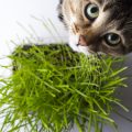 猫の好き嫌いが激しい場合のキャットフード選びと工夫