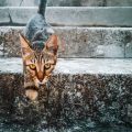 老犬・老猫のストレスとそのサインを見抜く日本流の飼い方