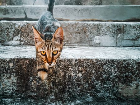 老犬・老猫のストレスとそのサインを見抜く日本流の飼い方