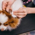 ペットの病気予防に役立つ定期健康診断とワクチン接種の最新事情