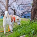 日本の人気キャットフードブランド比較ランキングとおすすめポイント
