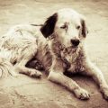 老犬の認知症ケア：シニア期に見られる症状と家庭でできるサポート方法