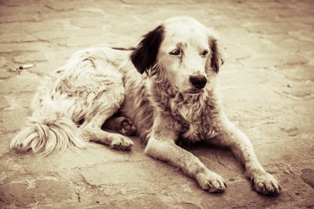 老犬の認知症ケア：シニア期に見られる症状と家庭でできるサポート方法