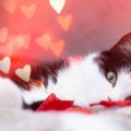 ペットの種類別に適した動物病院の選び方（犬、猫、小動物、鳥など）