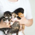 多頭飼いでの猫同士のストレス軽減策