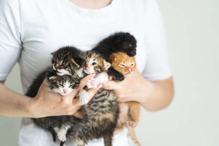 多頭飼いでの猫同士のストレス軽減策