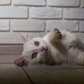 各地域ごとの動物病院サービス比較と安心して通えるクリニック選び