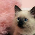 日本の住環境に合わせた小動物ケージの配置アイディア