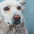 ペットショップ・動物病院で相談できる日本独自のしつけサービス紹介