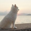 日本の季節・気候に合わせた老犬・老猫の体温調整とその重要性