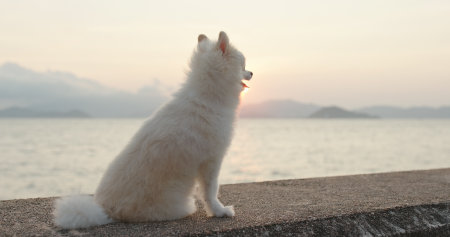 日本の季節・気候に合わせた老犬・老猫の体温調整とその重要性