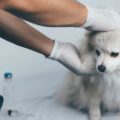 動物愛護週間におけるメディアやSNSの役割と影響力