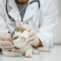 複数の猫の健康管理：予防接種や健康診断のコツ