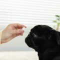 季節ごとに変える小動物ケージの快適温度管理と工夫