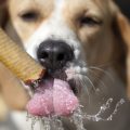 ウサギの水分補給：季節ごとの給水方法と管理ポイント