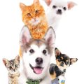 猫の性格や年齢に合わせた多頭飼いの工夫