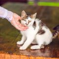 パピー期に必要な食事管理と健康な成長サポート
