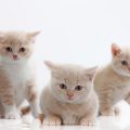 多頭飼いが猫にもたらすメリットとデメリット徹底解説