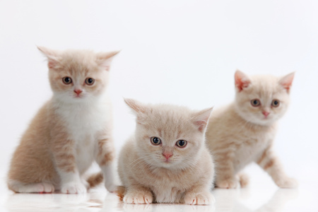 多頭飼いが猫にもたらすメリットとデメリット徹底解説