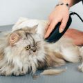 家族全員で取り組む！犬・猫の一貫したしつけの秘訣