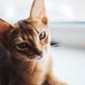 飼い主が見落としがちなトイレ失敗のサインとは