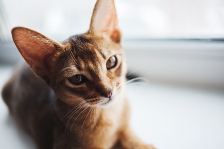 飼い主が見落としがちなトイレ失敗のサインとは