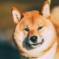 日本のマンション暮らしに合った犬のトイレトレーニング術